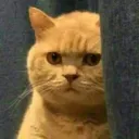 YeKyaBolRaheHo Discord Emoji