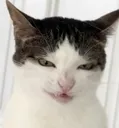 ch_lunaevil
