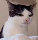 ch_lunadisappoint Discord emoji