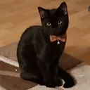 little_gentleman