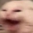 cat_ahhhh