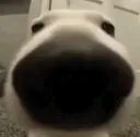 hi hi