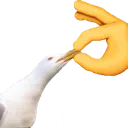 Shut