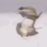 lizard