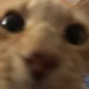 :meow: