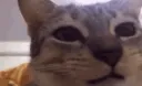 CatEat