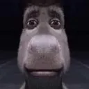 donkeystare
