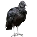 urubu