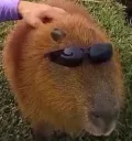 capybara_glasses