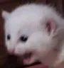 DeimosSCREAM