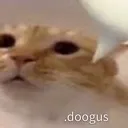 doogus