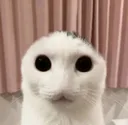wagoobel wagoobel