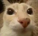 cjat