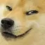 DogeSmirk