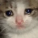 CatSad CatSad