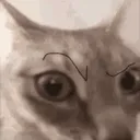 eyebrowcat