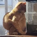 catsittinggay catsittinggay