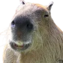 capybaraKEKW capybaraKEKW