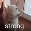 catstronk