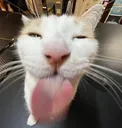 beeglick