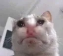 saddcatt