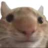 2HeadCat