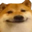 Doge Doge