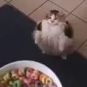 fruitloops fruitloops
