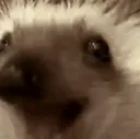 hogpog hogpog