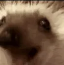 hogpog