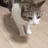 catfall