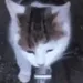 CatWater