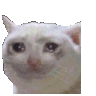 ndcatcryshake Discord emoji