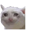 ndcatcryshake