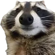 RacoonStare