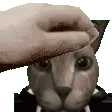 FloppaPat