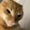 Madcat