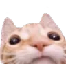 goodcat