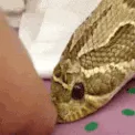 SnekBoop