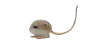 ratxd ratxd