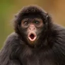 MonkeyMen