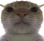 Discord Emote catstare: