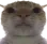catstare catstare