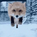 Foxjumpboop