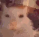 Cathappy