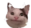sparklecat
