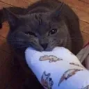 chompers
