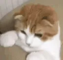 hideplj