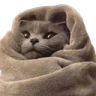 WL_comfy_cat Discord emoji