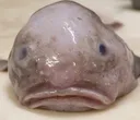 blobness